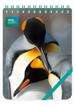 Kołonotes ozdobny King Penguins