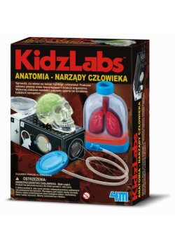 Anatomia Narządy człowieka