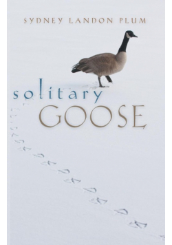 Solitary Goose