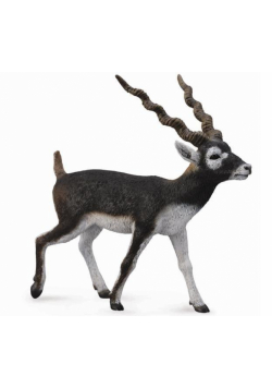 Antylopa Blackbuck