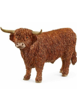 Highland Bull