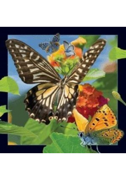 Magnes 3D Motyl
