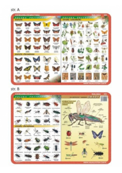 Podkładka edu. 025 - Motyle, owady, anatomia..