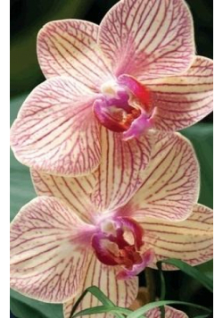 Mini kartka 3D Orchidea