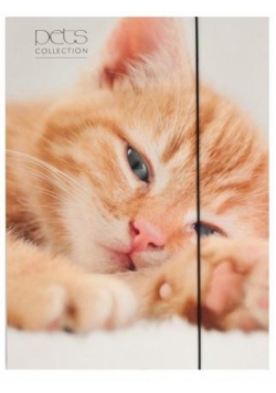 Teczka A4 z gumką Pets-15