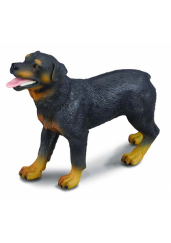 Pies rasy rottweiler L