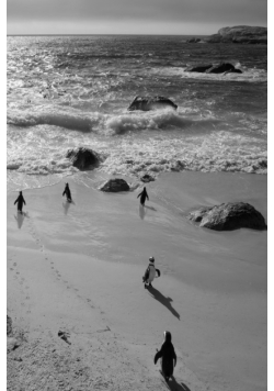 Alive! little penguin friends - black and white - Photo Art Notebooks (6 x 9 series)