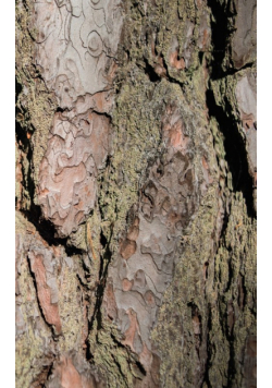Wood II - Sweden - Photo Art Notebooks (5 x 8 series)