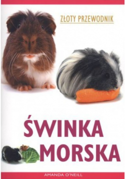 Świnka Morska