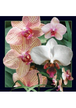 Magnes 3D Orchidea