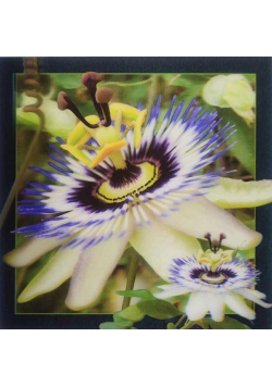 Pocztówka 3D - Passiflora