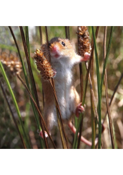 Karnet kwadrat z kopertą Harvest Mouse