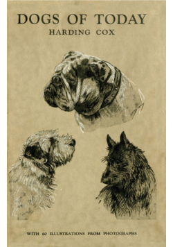 Dogs of Today
