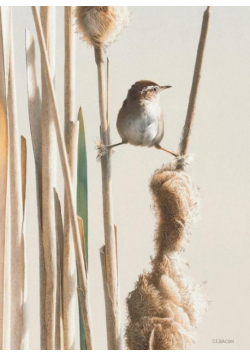 Karnet B6 z kopertą Spring! Marsh Wren