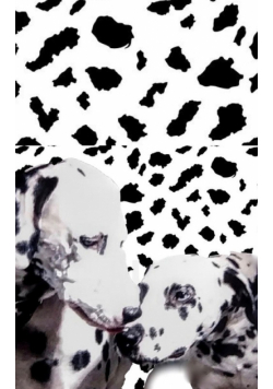 dalmatian drawing writing journal
