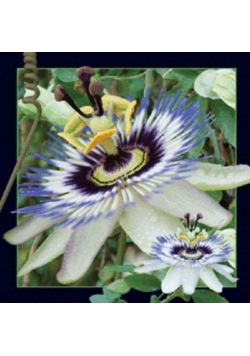 Magnes 3D Passiflora