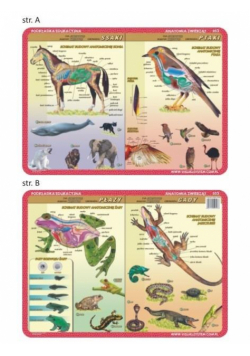 Podkładka edu. 053 - Anatomia: ssaki, ptaki, płazy