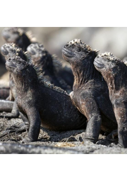 Karnet kwadrat z kopertą Marine Iguanas