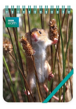 Kołonotes ozdobny Harvest Mouse