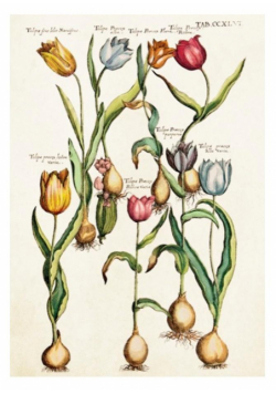 Karnet ST347 B6 + koperta Tulipany