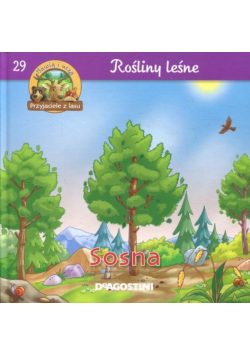Rośliny leśne 29 Sosna