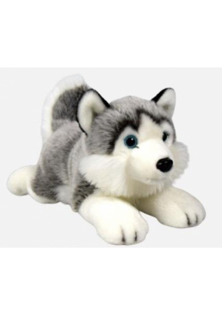 Husky leżący 34cm