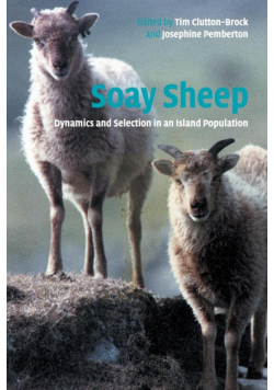 Soay Sheep