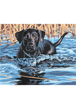 Malowanie po numerach - Labrador Retriever 40x50cm