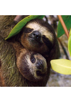 Karnet kwadrat z kopertą Three-toed Pygmy Sloth