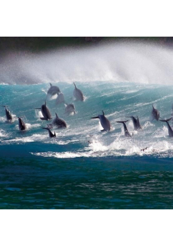 Karnet kwadrat z kopertą Surfing Bottlenose Doplhi