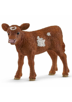 Cielę Texas Longhorn
