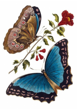 Karnet B6 z kopertą Azure Blue Butterfly