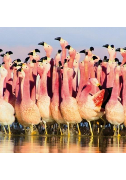 Karnet kwadrat z kopertą Andean Flamingoes