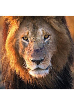Karnet kwadrat z kopertą Male Lion