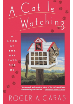Cat Is Watching