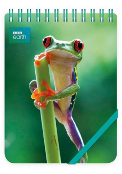 Kołonotes ozdobny Red Eyed Frog