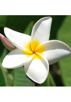 Karnet 16x16cm + koperta Plumeria