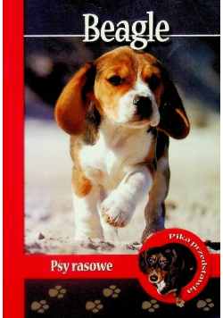 Psy rasowe Beagle