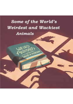 Some of the World's Weirdest and Wackiest Animals