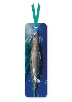 Zakładka do książki Sperm Whale