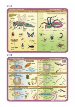 Podkładka edu. 052 - Anatomia: owady, pajęczaki..