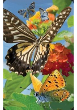 Mini kartka 3D Motyl