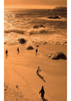 Alive! little penguin friends - Orange duotone - Photo Art Notebooks (5 x 8 series)
