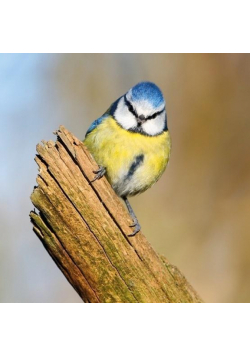 Karnet kwadrat z kopertą Blue Tit