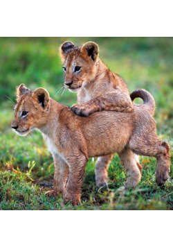 Karnet kwadrat z kopertą Lion Cubs
