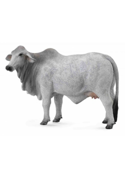 Krowa brahman L