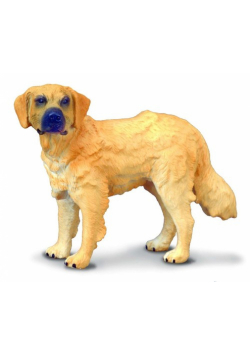 Pies rasy golden retriever