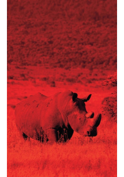 Alive! white rhino - Red dutotone - Photo Art Notebooks (5 x 8 series)
