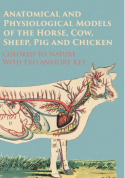 Anatomical and Physiological Models of the Horse, Cow, Sheep, Pig and Chicken - Colored to Nature - With Explanatory Key