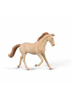 Klacz Thoroughbred maści Perlino